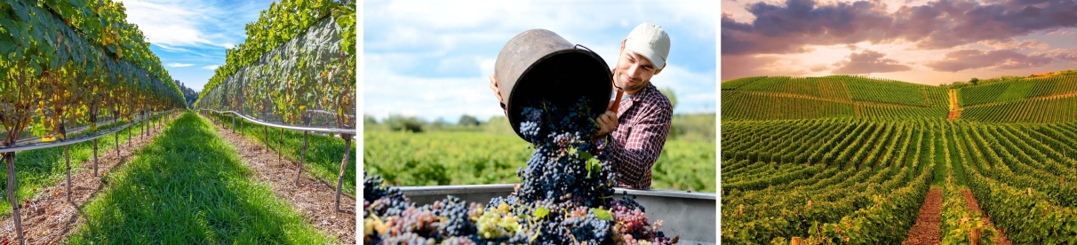 Ein Element aus drei Bildern, das Situationen aus dem Weinanbau zeigt.